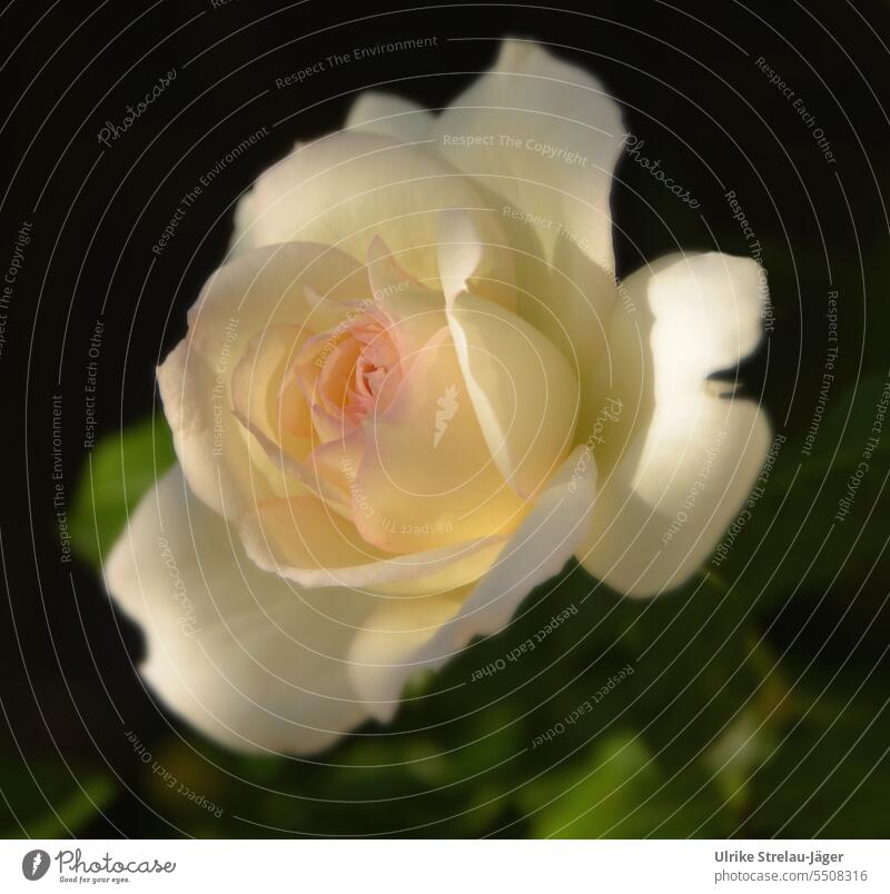 Rose in late summer evening light pink Rose blossom Romance Blossom Blossoming Plant blurriness Blossom leave petals Detail Close-up open blossomed Garden Plant