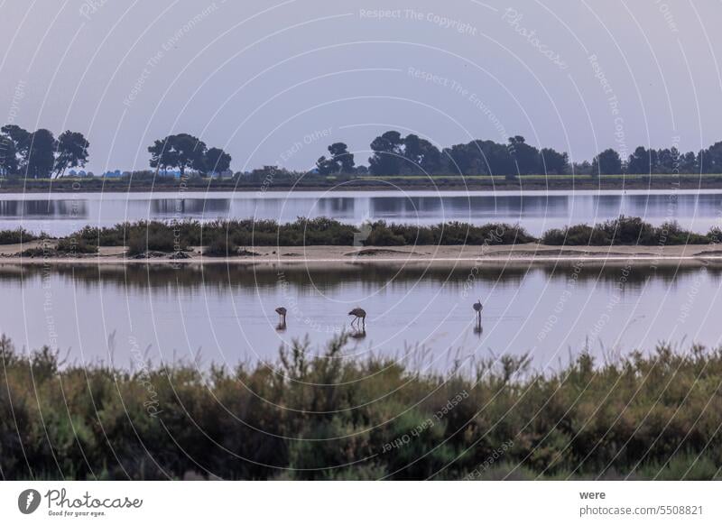 A  greater flamingo  standing in the water near Aigues-Mortes in the wetlands of Camarque Animal Bird Canal du Midi Canal du Rhône à Sète France Gard department