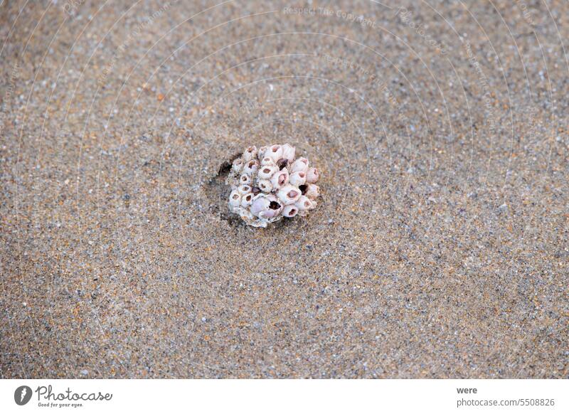 Barnacles on a stone on the beach of Carnon in France Balanidae Camarque Crabs H2O Liquid Rhone delta Sandy Sandy beach Sea agriculture alluvial area Rhone