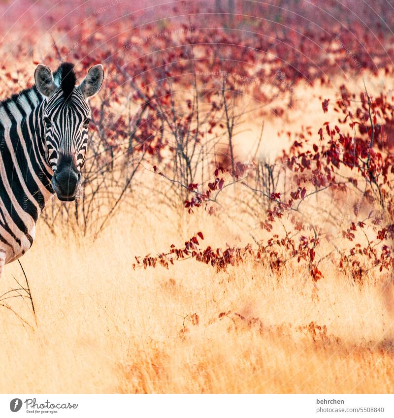 simply looked in etosha national park Etosha Etosha pan Exceptional Fantastic Animal portrait Wild animal Free Wilderness Zebra Safari travel Wanderlust