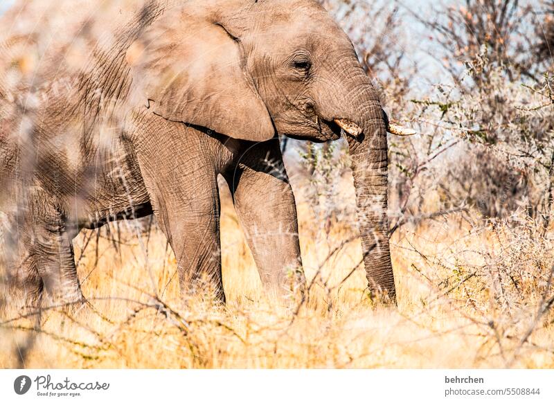 Especially endangered Ivory Baby elefant young animal Animal portrait disguised covert Bushes Love of animals Animal protection aridity Savannah Grass