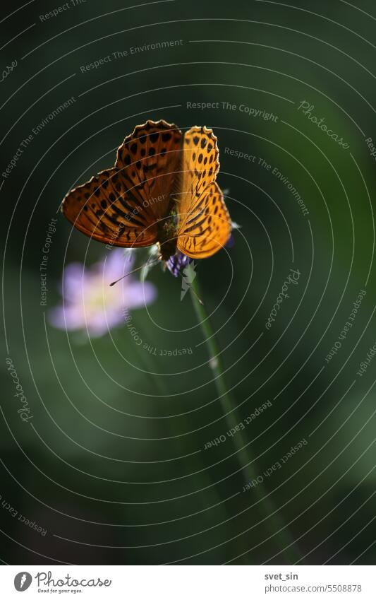 Argynnis paphia, Silver-washed Fritillary. An orange butterfly opens its wings, sitting on a purple flower, in the sunlight on a green background. nature animal