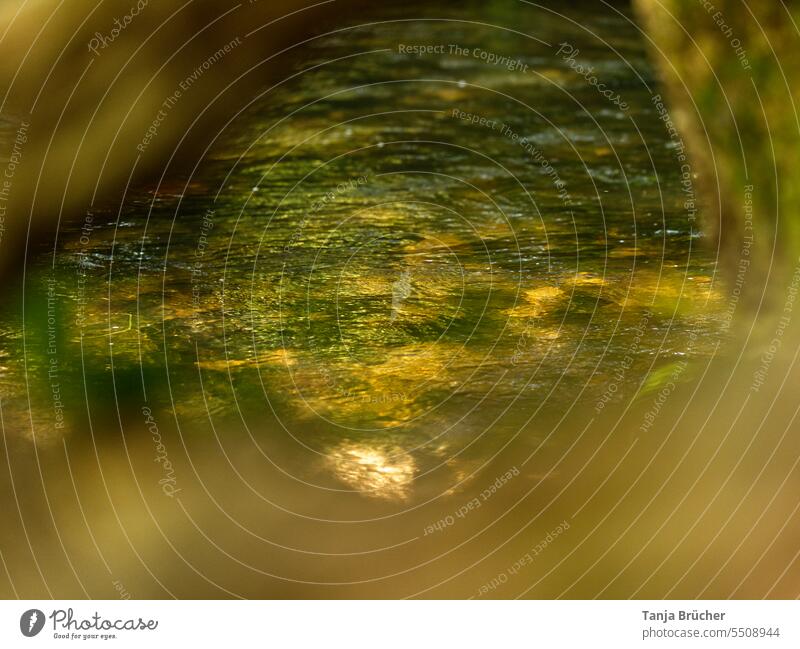 Stream view with frame from roots Brook Water River Flow Wet Environment Elements Green Gold golden green and gold golden light Sun Sun in water Low water