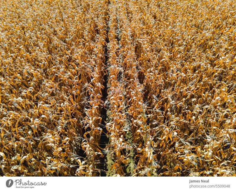 Autumn corn field in the midwest usa agricultural agriculture autumn backgrounds cereal countryside crop day dry environment fall farm farming farmland food