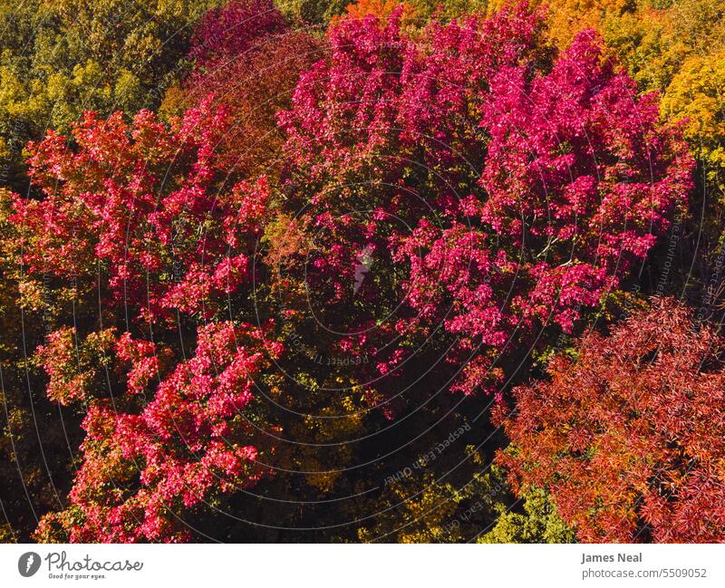 Colorful leaves of Autumn in Wisconsin above aerial view autumn autumn leaf color autumnal awe backgrounds beautiful beauty in nature branch brown change