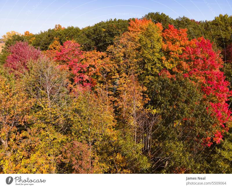 Vibrant Autumn Colors in Wisconsin USA autumn autumn leaf color autumnal awe backgrounds beautiful beauty in nature branch brown change changing color colorful