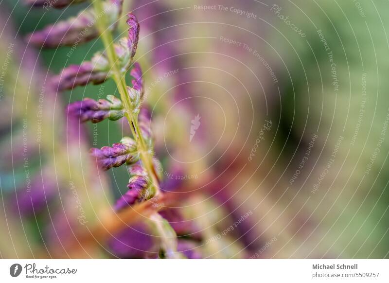 Colorful fern Fern bracken Nature Plant Fern leaf naturally Colour photo Environment variegated withered plant