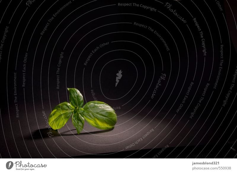 Basil in the light Herbs and spices Italian Food Gastronomy Plant Eating Fresh Basil leaf Italien pesto Colour photo Studio shot Detail Copy Space right