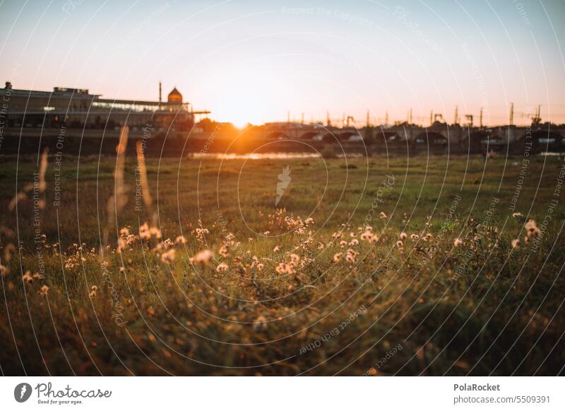 #A0# Yenidze to meadow Dresden Old town Mosque Sunset Exterior shot Tourist Attraction Colour photo Deserted Architecture Historic Domed roof Manmade structures