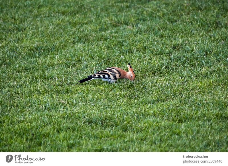 Canarian hoopoe bird, Latin Upupa epops, on a green meadow animal wildlife nature colorful beautiful wing background feather beak outdoor orange isolated