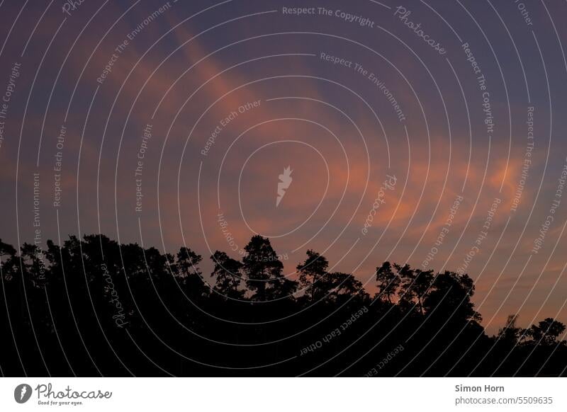 Evening twilight at the edge of the forest Dusk Edge of the forest Silhouette sunset Sky Mood lighting romantic romantic sky evening mood Twilight Sunset trees