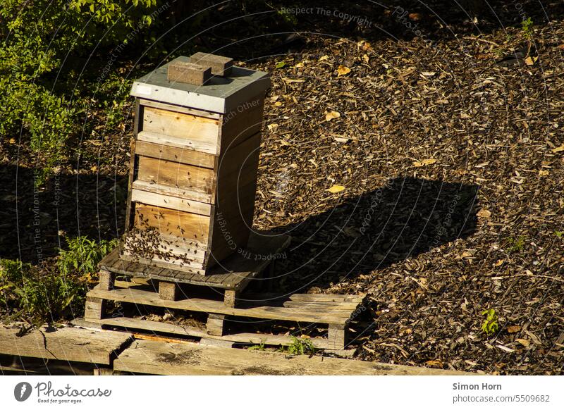 Bee colony buzzing around a beehive bees Bee-keeping Honey Beehive bee colony beekeeping Honey bee Flying Food insects Prey knitted fabric Box-shaped Palett