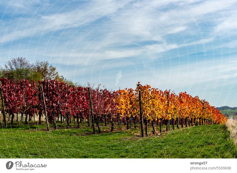 Autumn colorful vines on the vineyard leaves Colour photo autumn colours Autumnal landscape autumn mood Autumnal colours Autumn leaves Saxony-Anhalt Rural