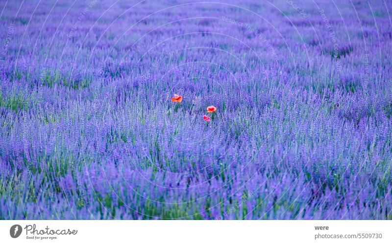 A lavender field in the evening near Aigues-Mortes in Carmarque Blossoms Camarque Canal du Midi Canal du Rhône à Sète Cercopidae Fragrance France