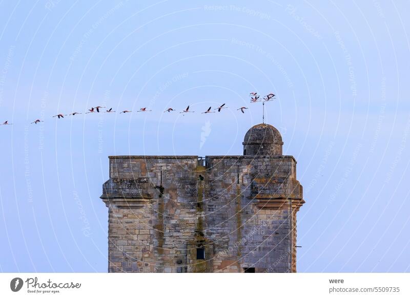 A flock of greater flamingo  with young near Aigues-Mortes in the Camarque in flight over the wetlands Animal Bird Canal du Midi Canal du Rhône à Sète France