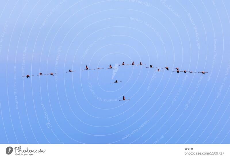 A flock of greater flamingo  with young near Aigues-Mortes in the Camarque in flight over the wetlands Animal Bird Canal du Midi Canal du Rhône à Sète France