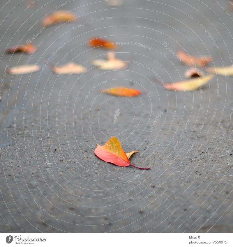 One leaf Autumn Leaf Street Lanes & trails Concrete To dry up Yellow Red Autumn leaves Asphalt Early fall Autumnal colours Colour photo Multicoloured