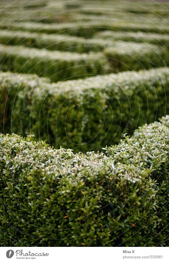 maze Garden Tree Bushes Leaf Park Lanes & trails Road junction Maze Lost Sharp-edged Box tree Hedge Labyrinth Colour photo Exterior shot Close-up Pattern