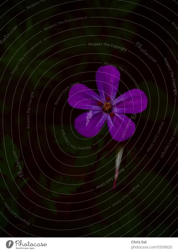 Stinking cranesbill Ruprecht's weed flower bloom dark background isolated Geranium ruprecht's herb Blossom Flower Stinky Storkbill Nature Plant Summer Violet