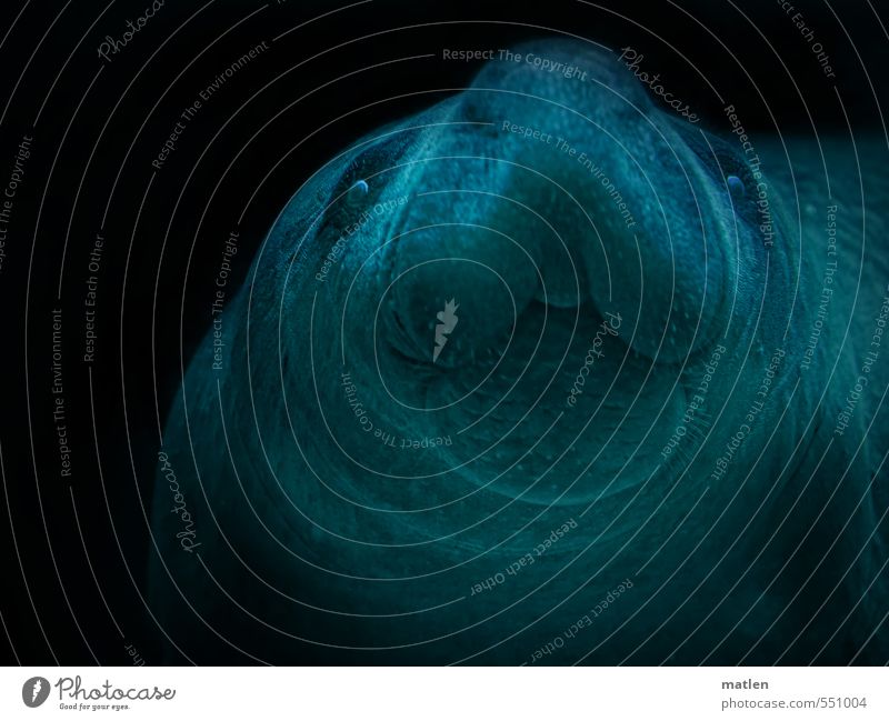 lips Animal 1 Dive manatee eyes Lips look up Colour photo Subdued colour Underwater photo Deserted