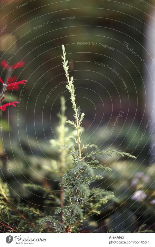 Juniper - close up with red flowers of sage splendens near name herbs Herb garden Garden Sunlight Green naturally Fresh Herbs and spices Plant Healthy