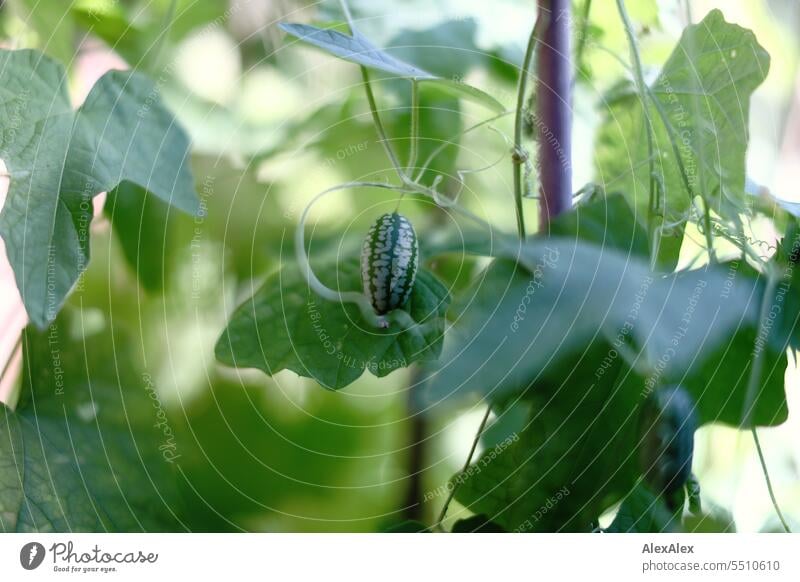 Cucamelon - Mexican mini cucumber on the bush Cucumber Mini cucumber Mexican cucumber Vegetable leaves Green Plant Climber Eating Nutrition Food Vegetarian diet