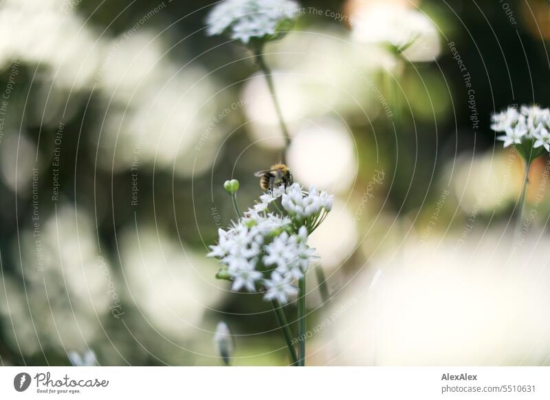 A bee on the flowers of a cut garlic flower - Allium tuberosum Bee Insect Blossom Plant blossoms Chive garlic herbaceous Seasoning herb kitchen herbs Eating