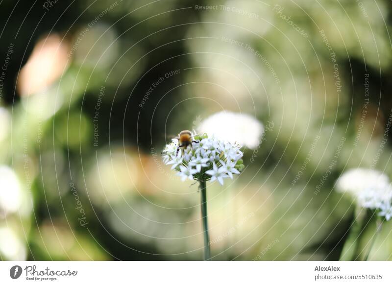 A bee on the flowers of a cut garlic flower - Allium tuberosum Bee Insect Blossom Plant blossoms Chive garlic herbaceous Seasoning herb kitchen herbs Eating