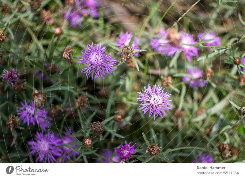 Plant with purple flowers on the edge of the forest partly in sunlight with shade. Partially faded. Green Summer Blossoming Violet Nature Purple Flower heyday