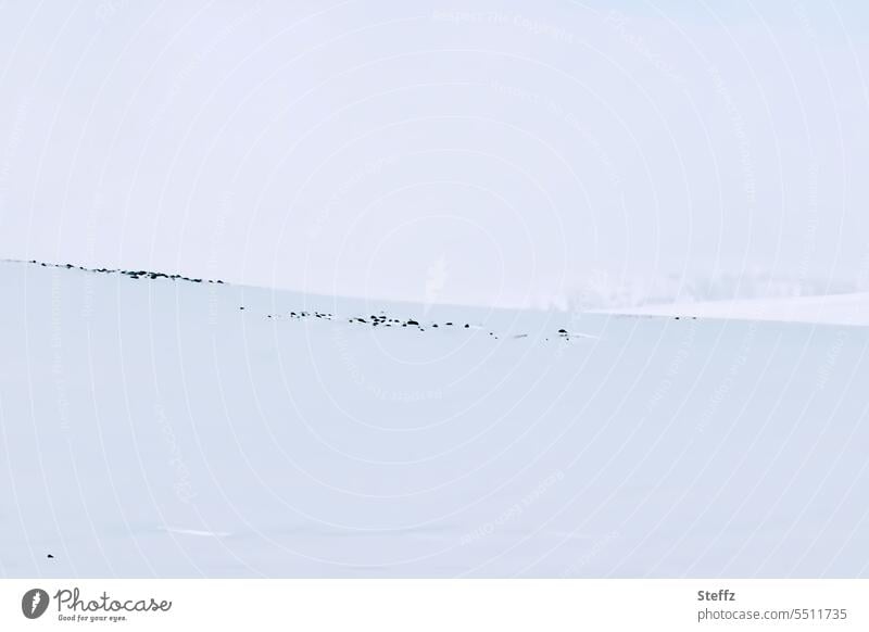 Iceland snow and stones Snow Snow layer Snowscape Iceland weather snowy East Iceland tranquillity snow-covered silent Calm Empty unadulterated void White winter