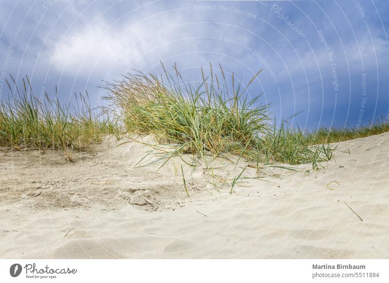 Gras on the sand dunes close to the Northern Sea beach blue coast coastal coastline countryside desert detail environment europe fence germany gras grass green