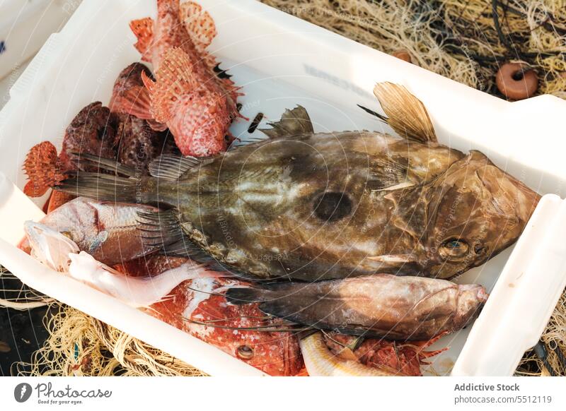 Uncooked of various fish species in container uncooked fresh natural catch nature marine local organic soller selection seafood balearic island mallorca