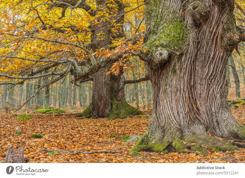 Large tree trunk in autumn park leaf weather foliage bark cover grass season fall coast nature countryside calm woodland serene woods daytime flow rough wither