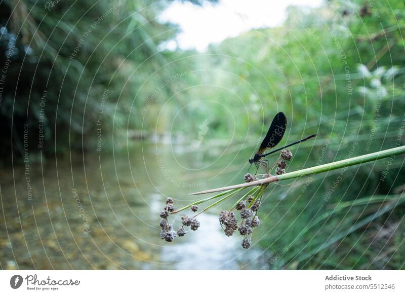 Dragonfly on tree branch epiaeschna heros dragonfly swamp darner insect animal wildlife fauna nature specie wing creature habitat biology hawker zoology single