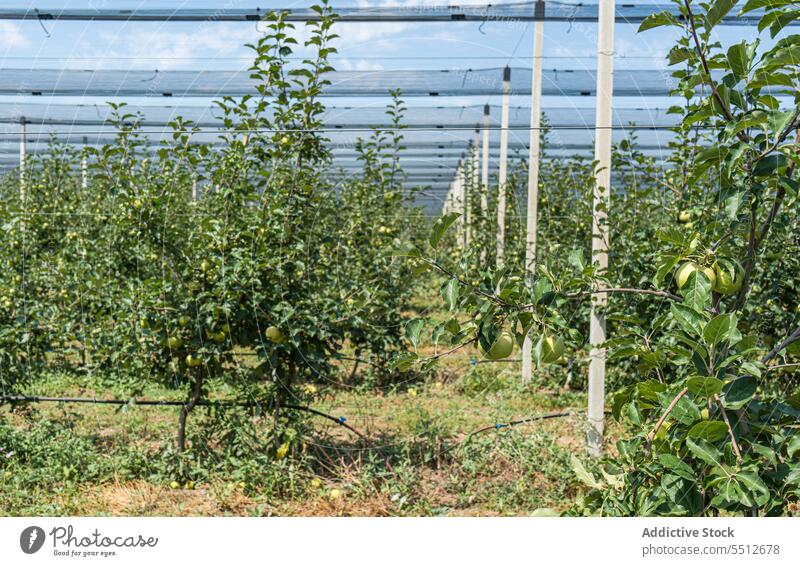 Well organized fruit orchard agriculture apple garden green harvest harvesting healthy landscape leaves organic raw ripe row season seasonal summer tasty tree