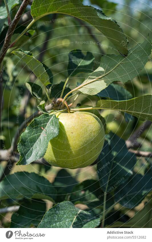 Granny Smith apple variety agriculture crop garden green harvest harvesting healthy leaves orchard organic raw ripe season seasonal summer tasty tree unripe