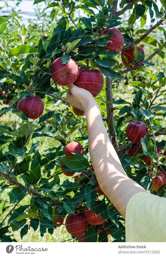 Anonymous kid harvesting red apples in the garden agriculture autumn autumnal boy child children crop green hand hold human natural nature orchard outdoor ripe