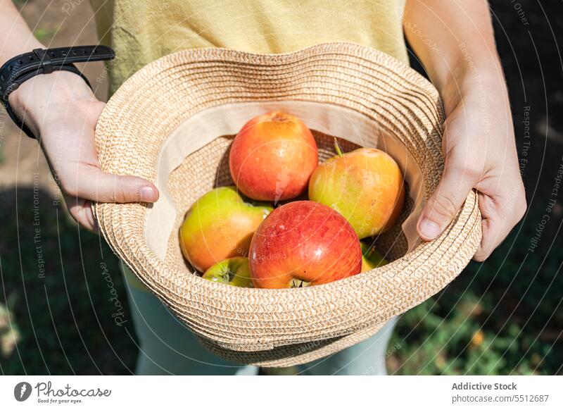 Anonymous boy holding hat with apples in the garden agriculture autumn autumnal child children crop green hand harvest harvesting human kid natural nature