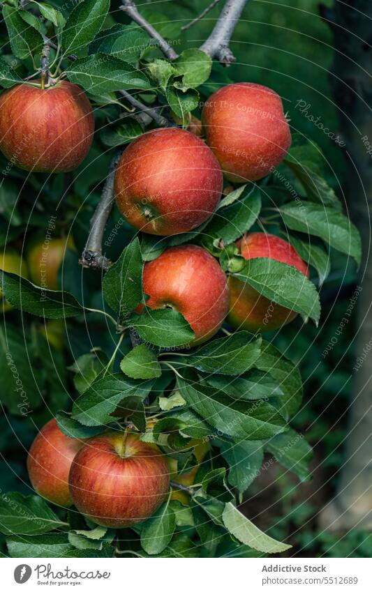 Ripe red apples in the garden agriculture close up crop gala green harvest harvesting healthy kind leaves natural nature orchard organic raw ripe season