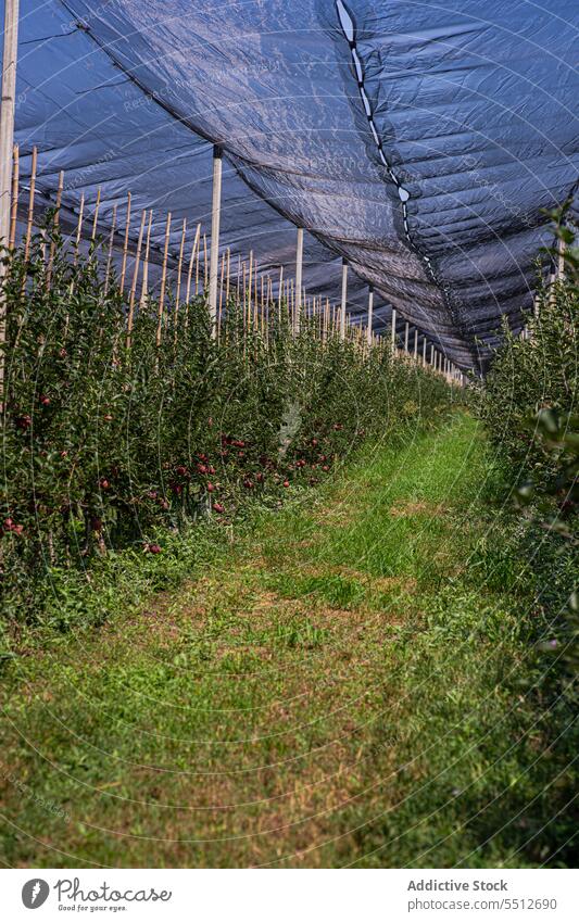 Well organized fruit orchard agriculture apple garden green harvest harvesting healthy landscape leaves organic raw ripe row season seasonal summer tasty tree