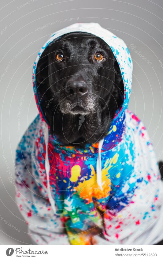 Black Labrador in colorful clothes dog retriever labrador pet pedigree hood purebred animal canine friend breed companion muzzle cute obedient loyal mammal