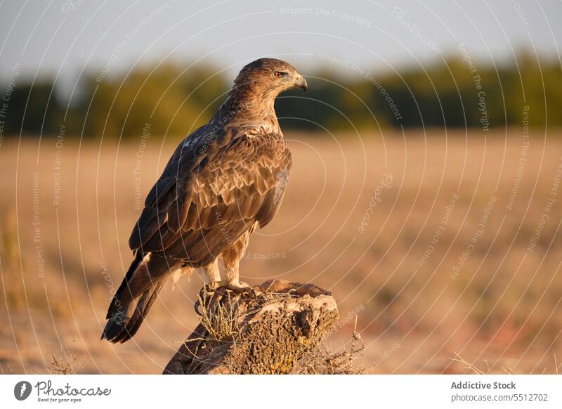 Eagle chick walking on grassy meadow bird ground long leg predator danger avian wildlife eagle chick aquila environment tail ornithology nature habitat woods