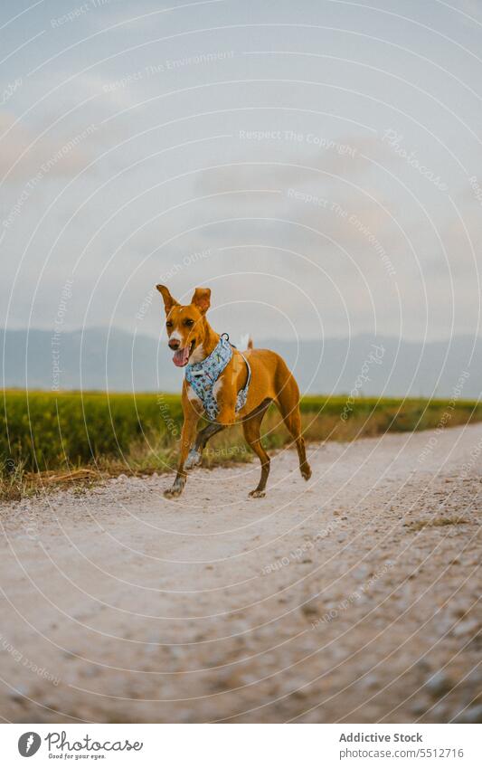 Brown dog in field in running nature animal brown canine mammal cute domestic pet rural lovely lonely adorable fun alone funny grass activity hunting nice