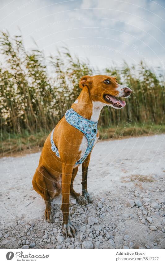 Charming dog in field rice adorable cute animal pet canine portrait mammal nature grass domestic beautiful pedigree meadow purebred lovely landscape green