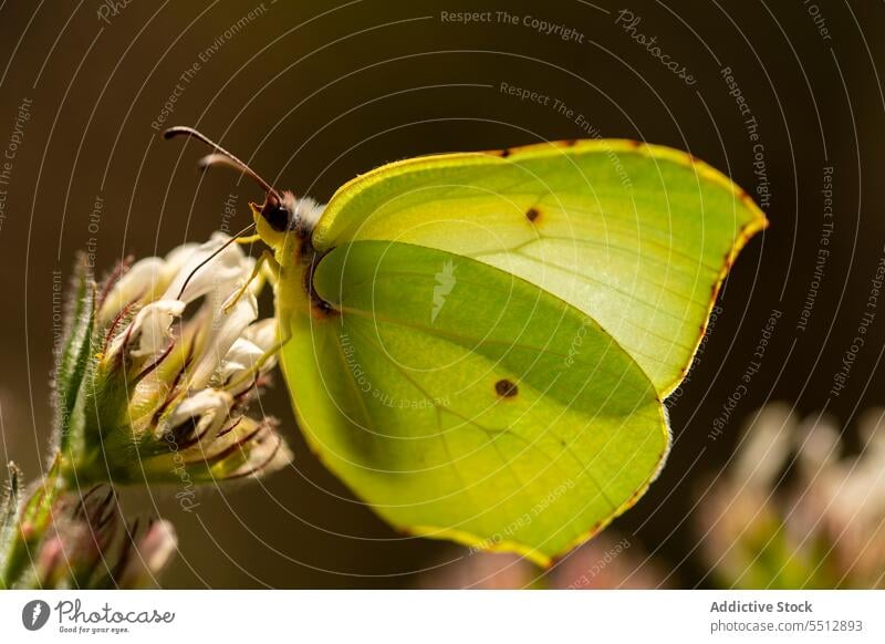 Cleopatra butterfly sitting on white flower blossom field nature gonepteryx cleopatra pieridae flora summer meadow wild delicate botany harmony wonderful