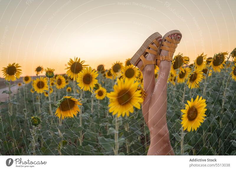 Legs of unrecognizable woman near sunflower field leg summer nature countryside evening sandal sunset female legs crossed natural environment summertime dusk