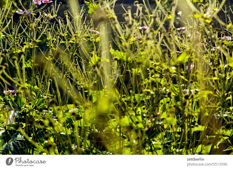 autumn anemones shrub Flower Chinese Anemone Anemone hupehensis Twig Depth of field Copy Space Sun Summer Garden plot Holiday season tranquillity Plant