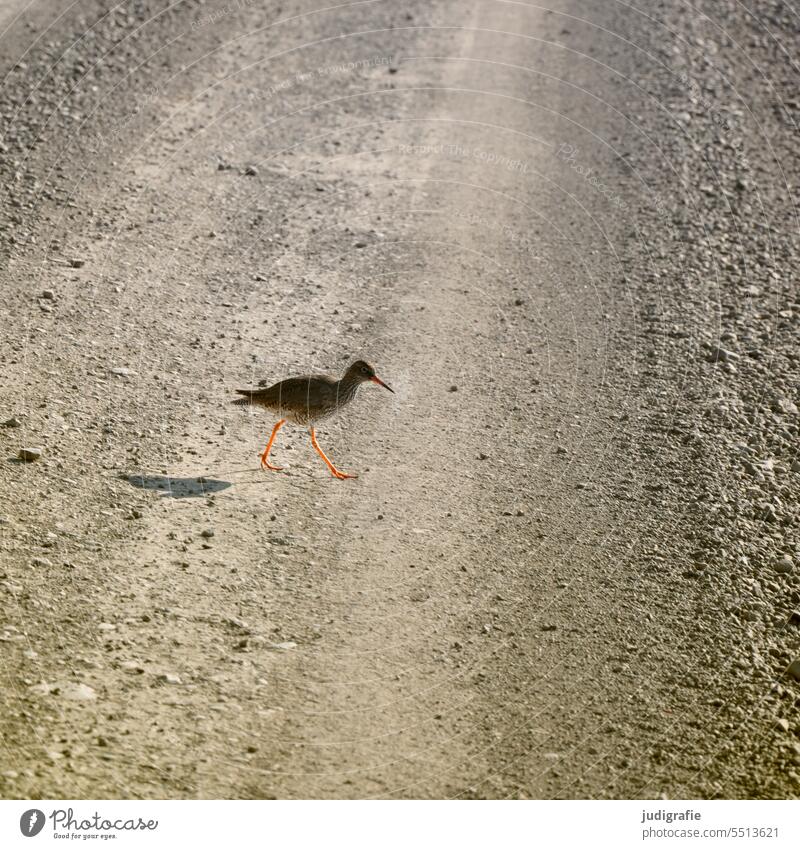 Redshank Bird Nature Animal Street Iceland Going coastal bird Wild animal Delicate Wild bird Snipe birds Snipe Bird animal world fauna Cute Shadow Ornithology