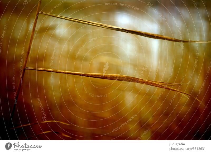 reed reed grass Common Reed Nature Plant bank Lake Parallel Leaf leaves Lakeside Light Shallow depth of field