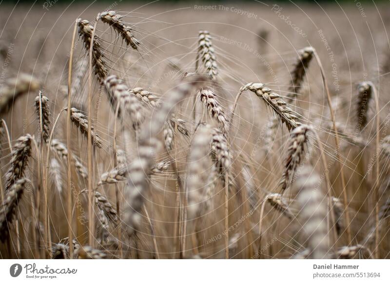 Grain field just before harvest in summer on a cloudy day just before a rain shower. our daily bread regional cultivation regional products regionally